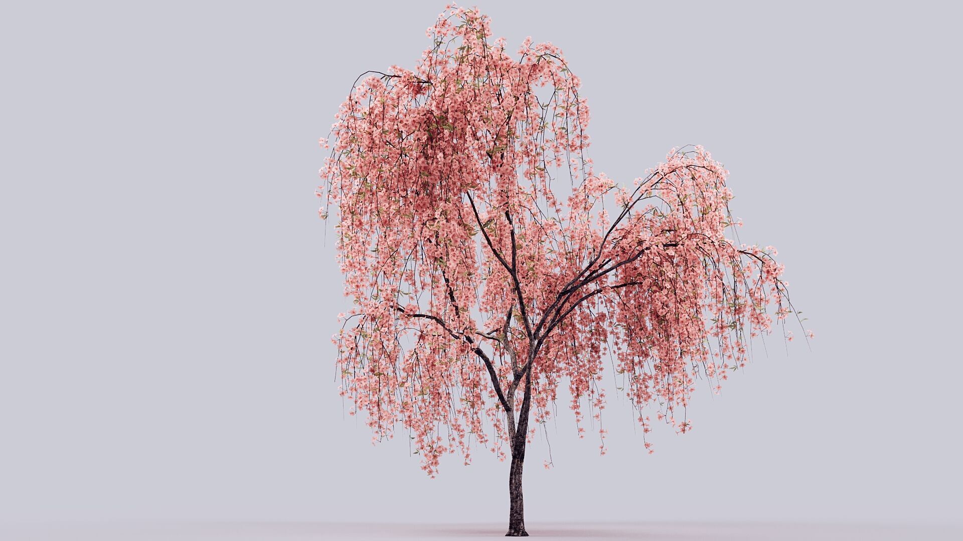 Prunus Subhirtella Pendula 3d Tree Model 3D model_1