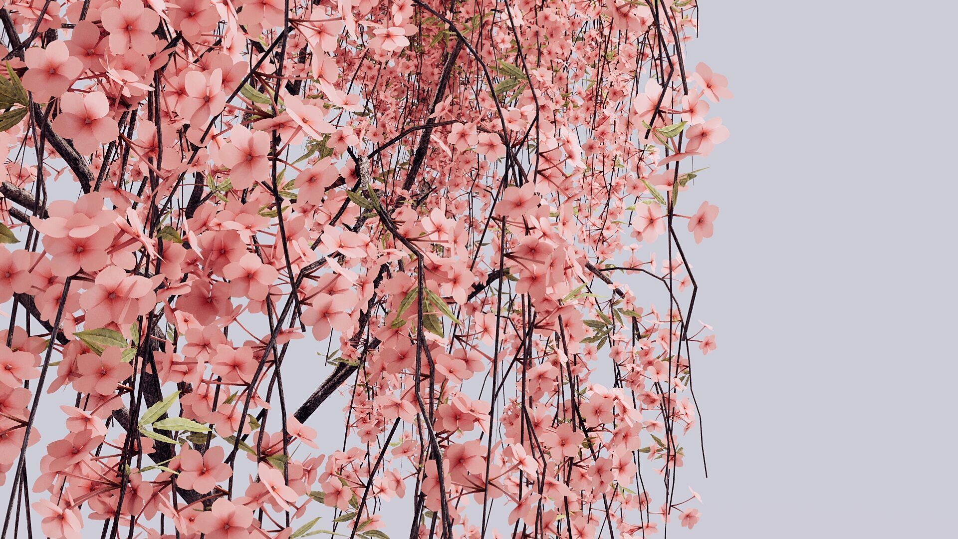 Prunus Subhirtella Pendula 3d Tree Model 3D model_7