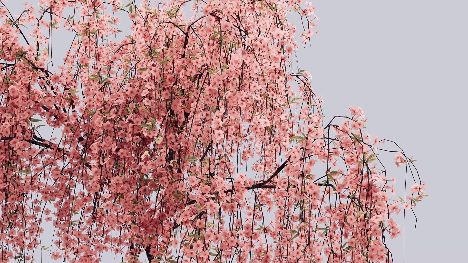 Prunus Subhirtella Pendula 3d Tree Model 3D model_2