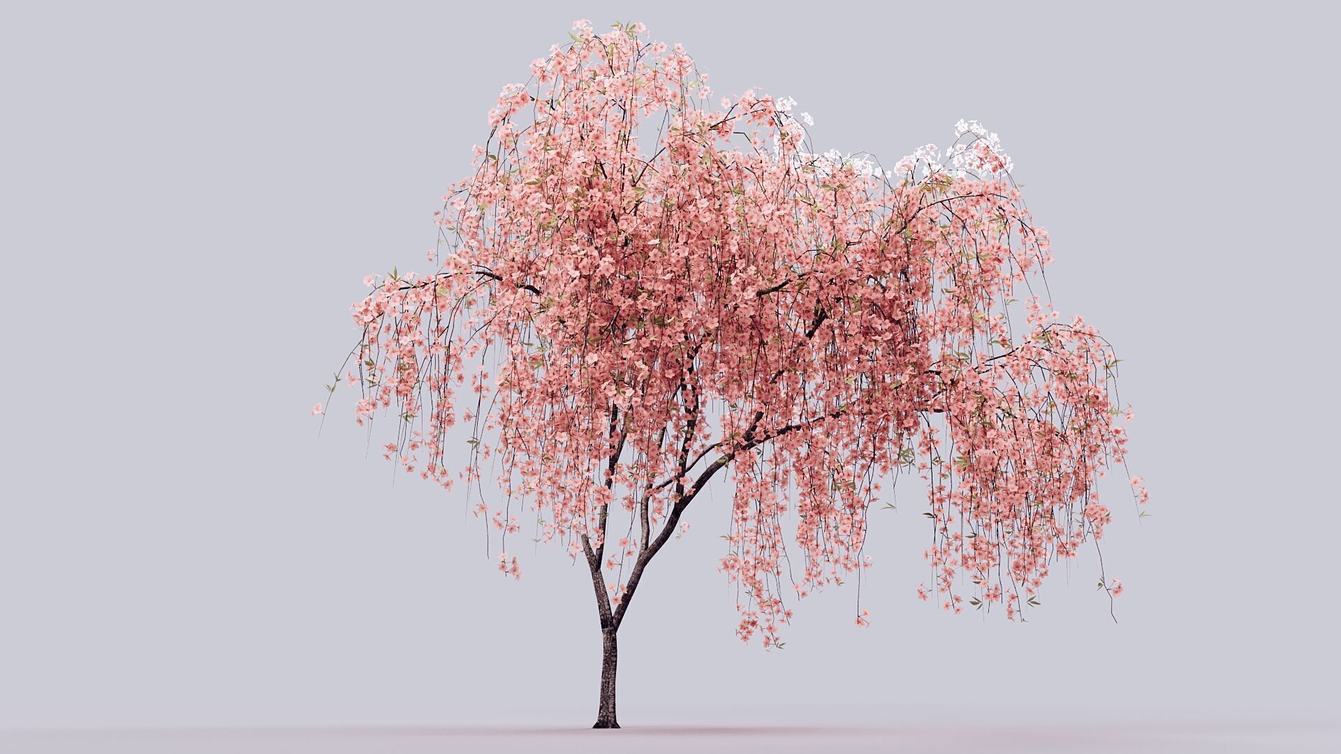 Prunus Subhirtella Pendula 3d Tree Model 3D model_3