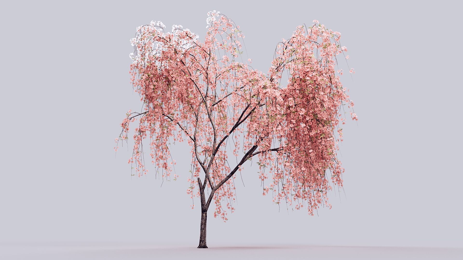 Prunus Subhirtella Pendula 3d Tree Model 3D model_8