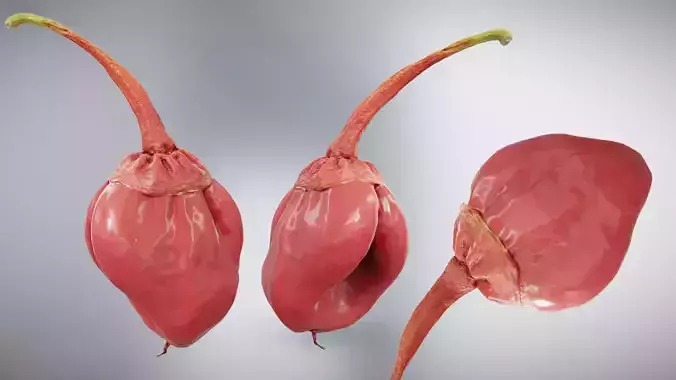  7 Pot Bubblegum Pepper or Capiscum chinense or BBG7 Low-poly 3D model