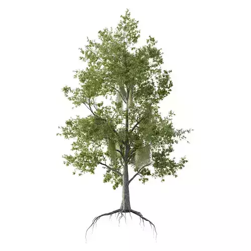 Spanish Moss Tree 01