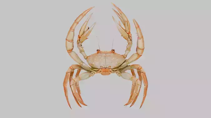 Golden Crab 3D Model