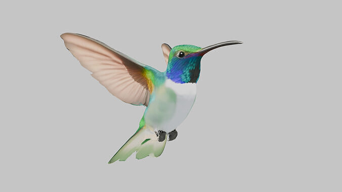 3D Model of a Hummingbird Low-poly 3D model