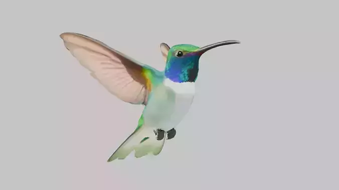 3D Model of a Hummingbird Low-poly 3D model