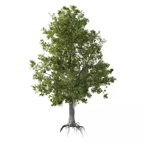 Spanish Moss Tree 02