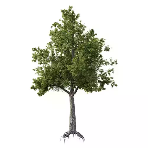 Spanish Moss Tree 05