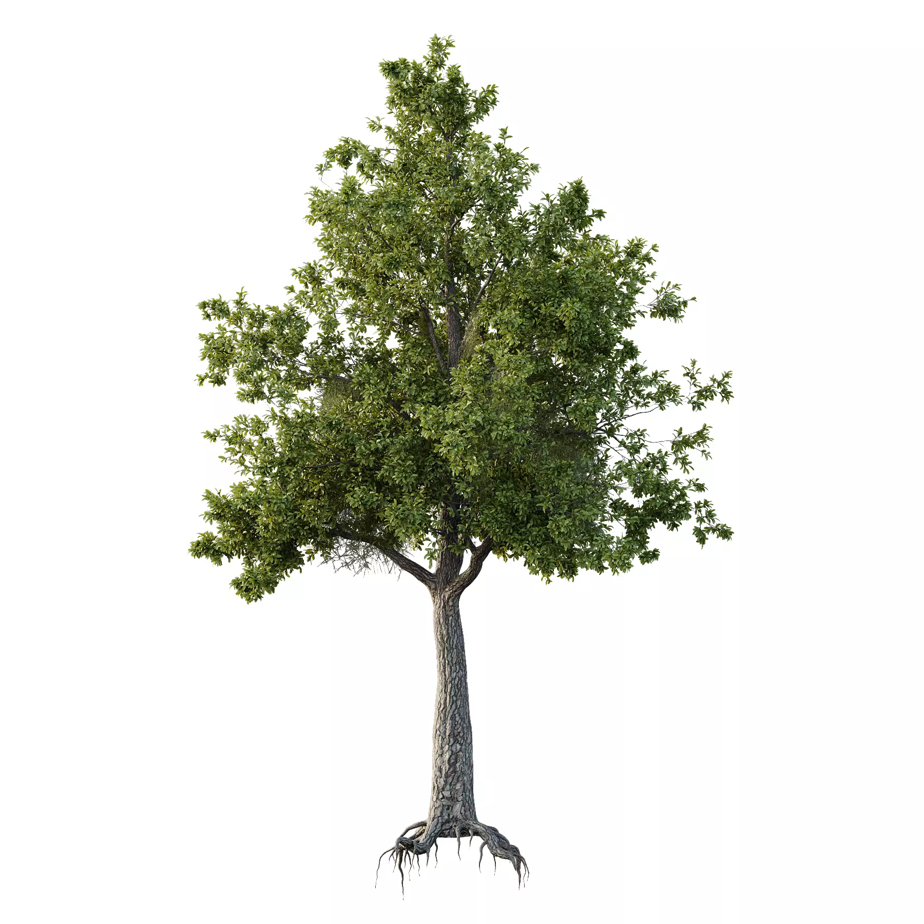 Spanish Moss Tree 05 3D model_0