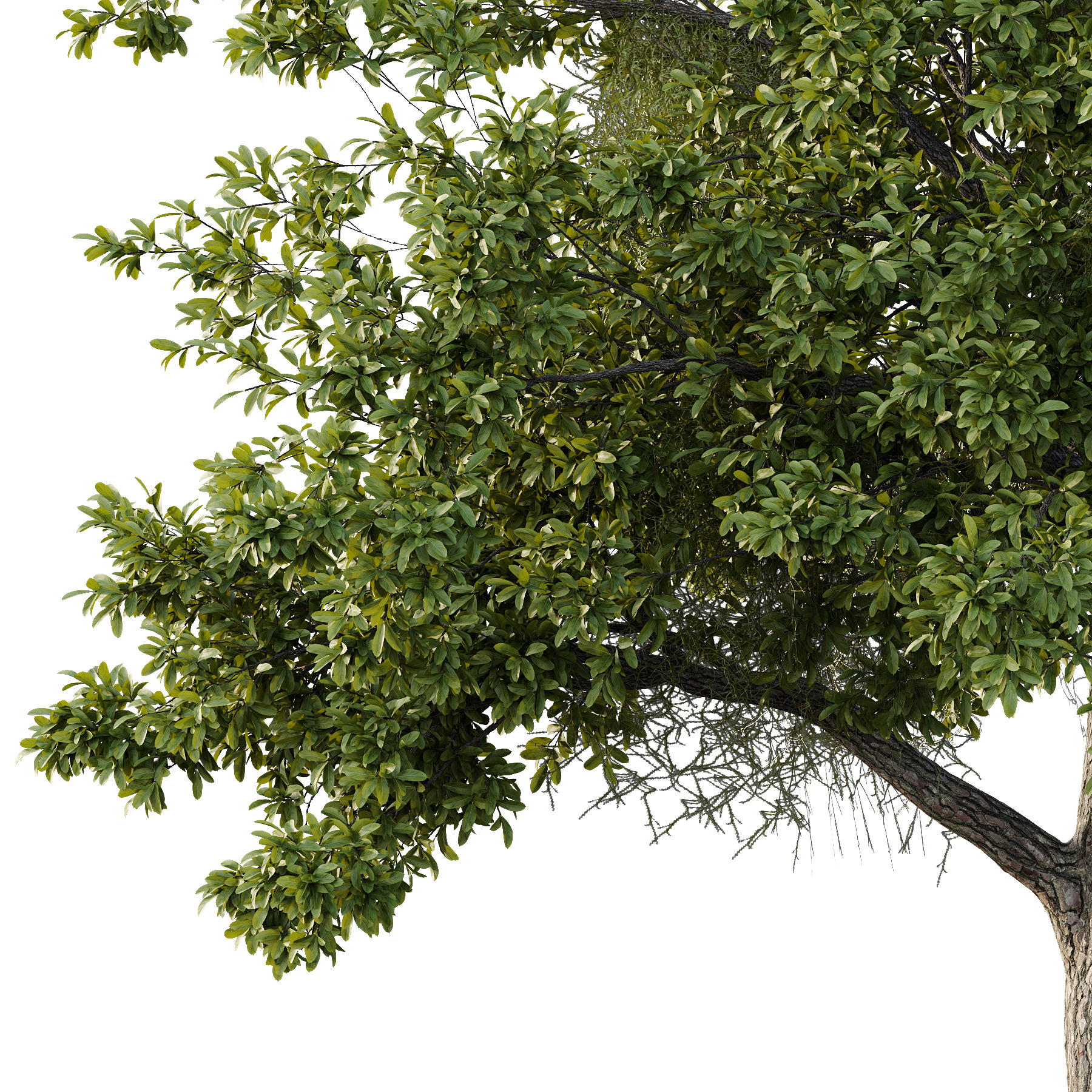 Spanish Moss Tree 05 3D model_1