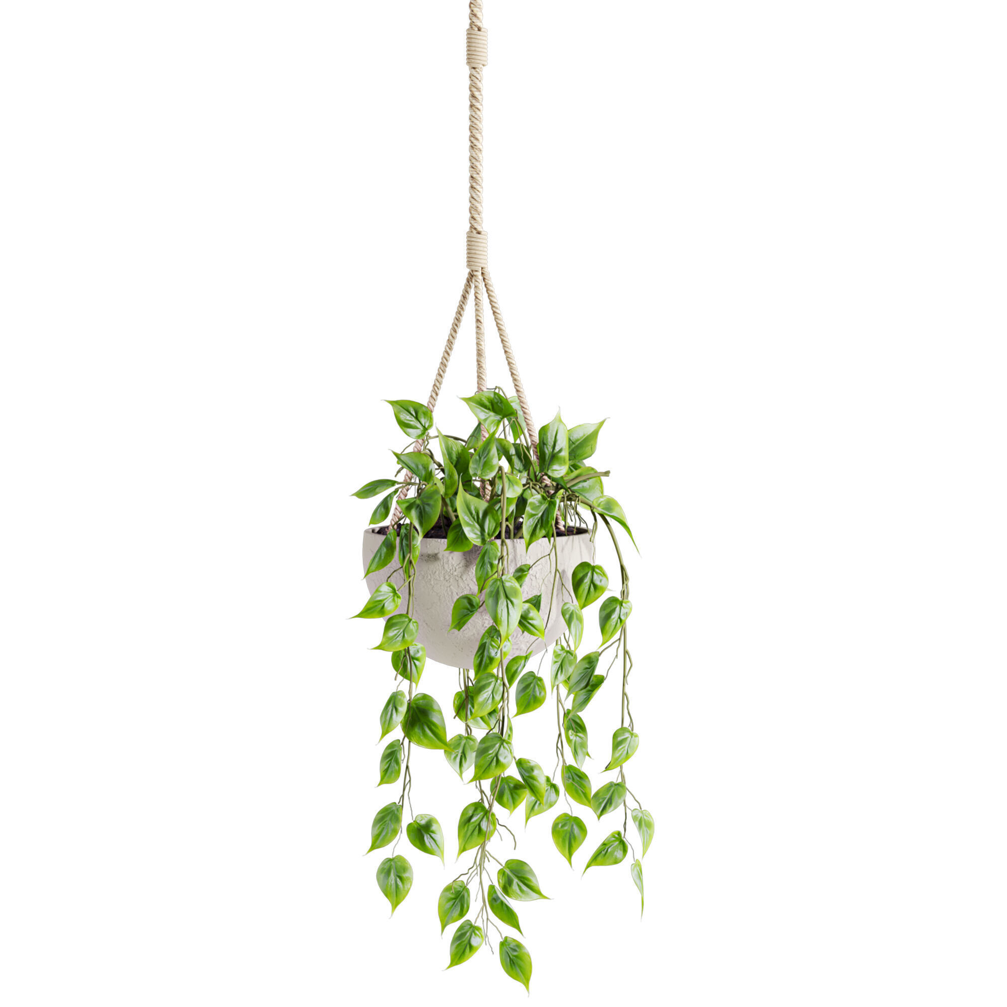 hanging plants 3D model_2