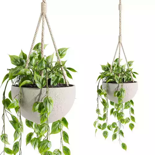 hanging plants