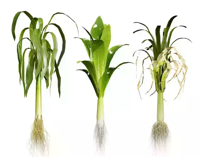 Flander Leek plant collection Low-poly 3D model