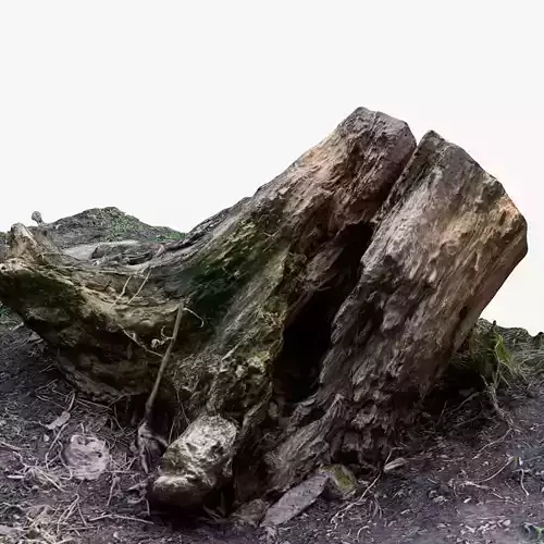 Photorealistic 3D scan of Tree Sawed Stump