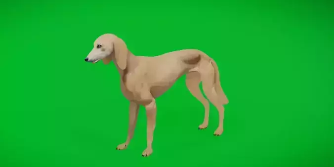 Saluki Persian Hound Dog