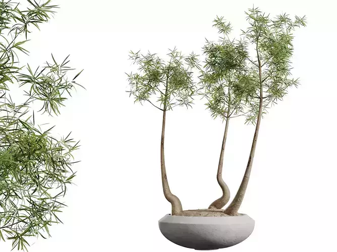 AV HousePlants Japandi Minimalism Ficus Dracaena Marginata17