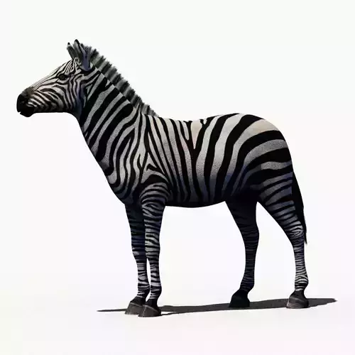 Zebra - Maya UE 3D model
