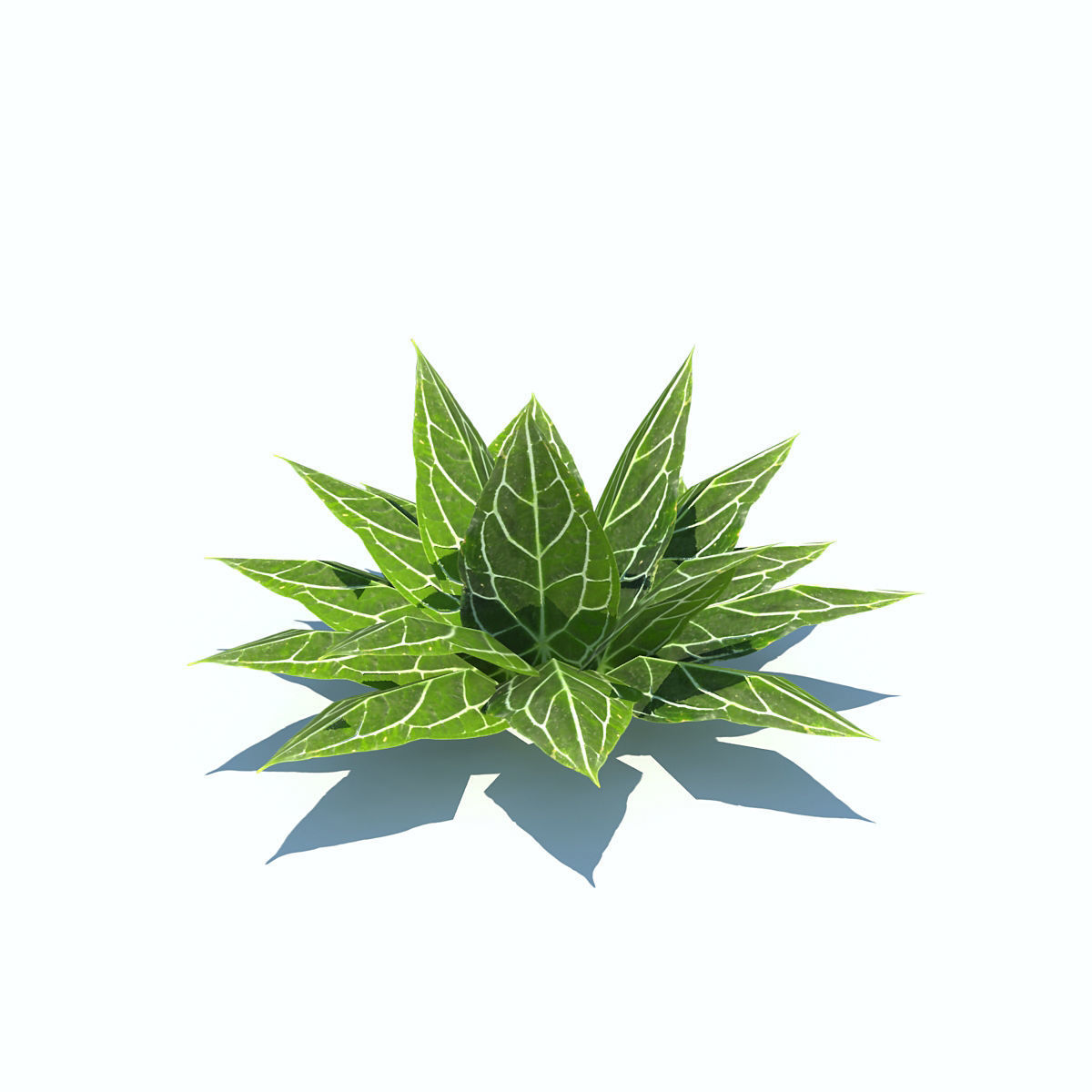 Tropical bushes low-poly Low-poly 3D model_1