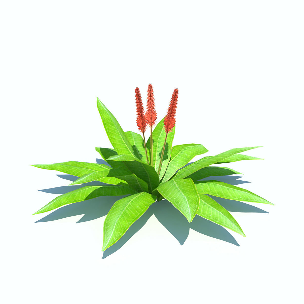 Tropical bushes low-poly Low-poly 3D model_3