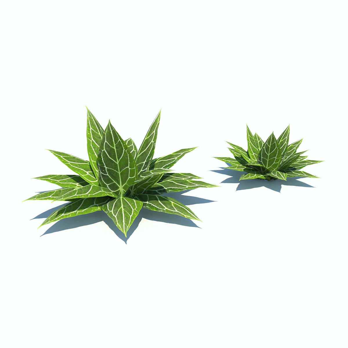 Tropical bushes low-poly Low-poly 3D model_2