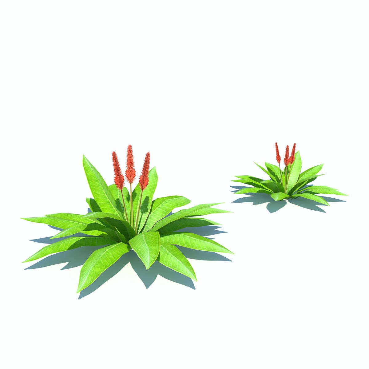 Tropical bushes low-poly Low-poly 3D model_4
