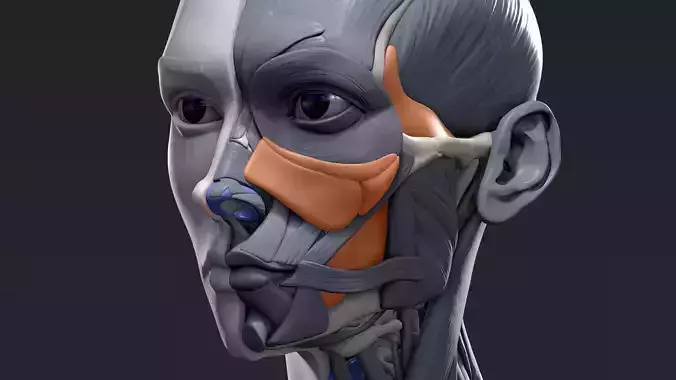 Female Bust Human Head Anatomy