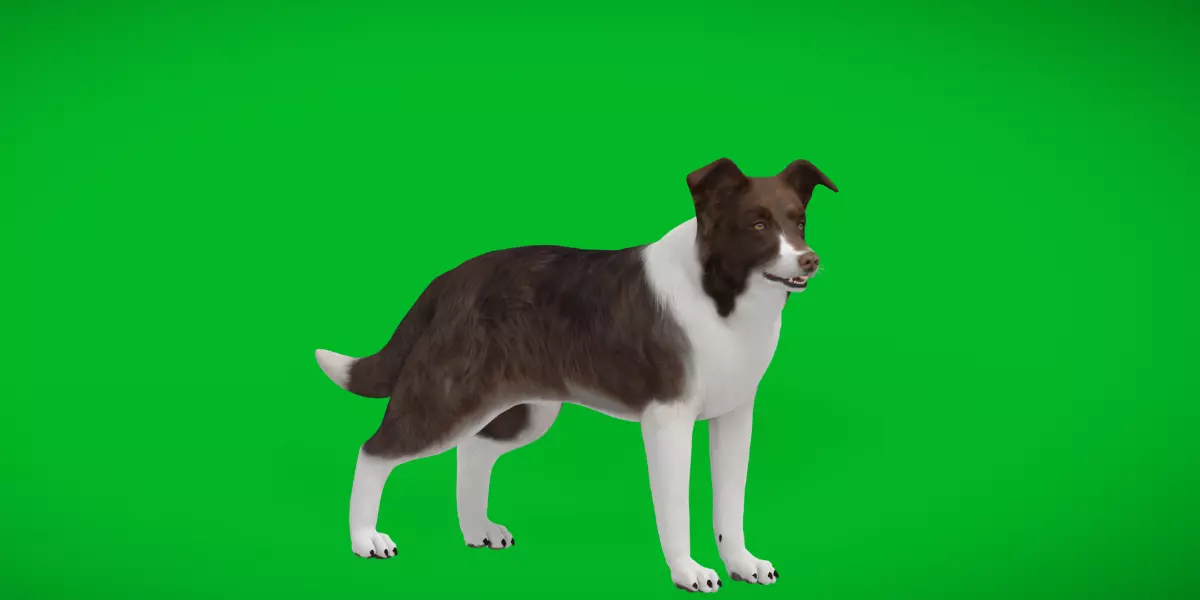 Border Collie Dog Low-poly 3D model