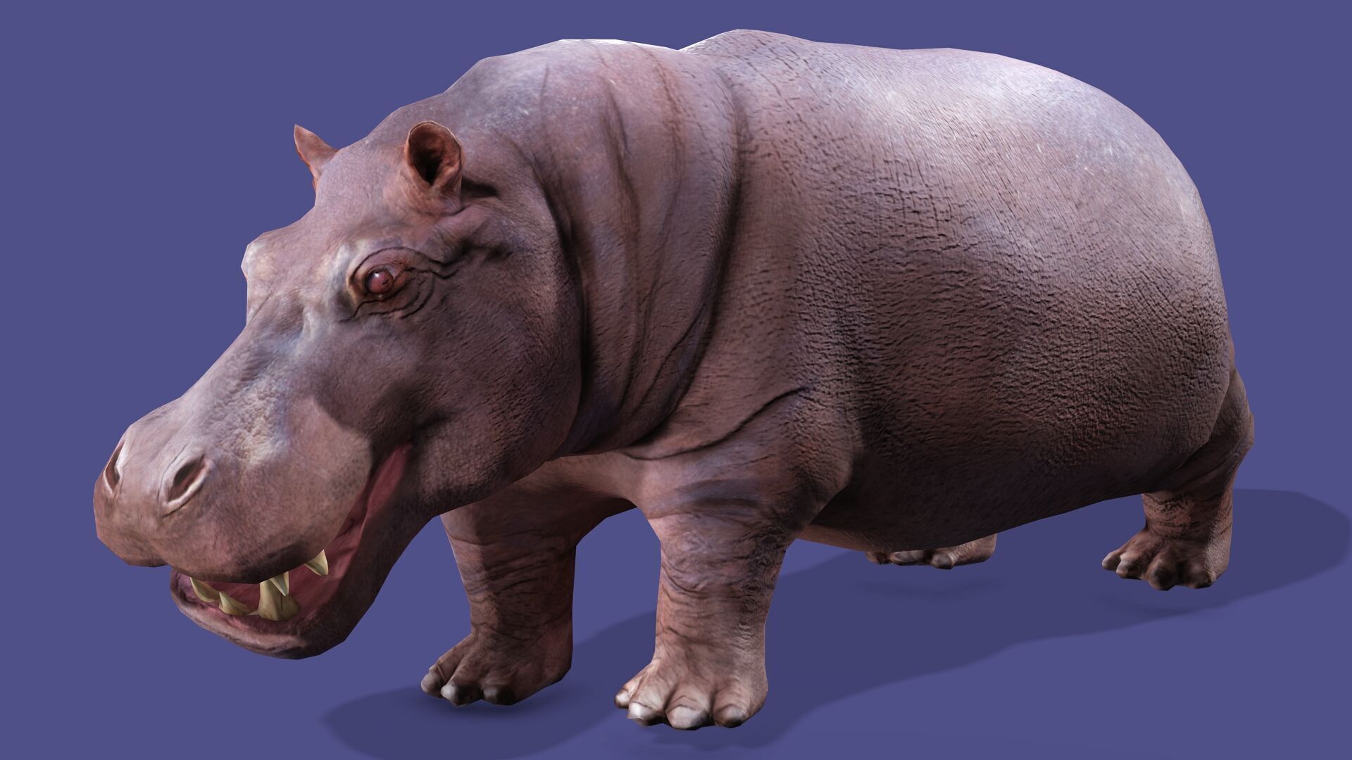 Hippopotamus Rigged Animated 11 Low-poly 3D model_1
