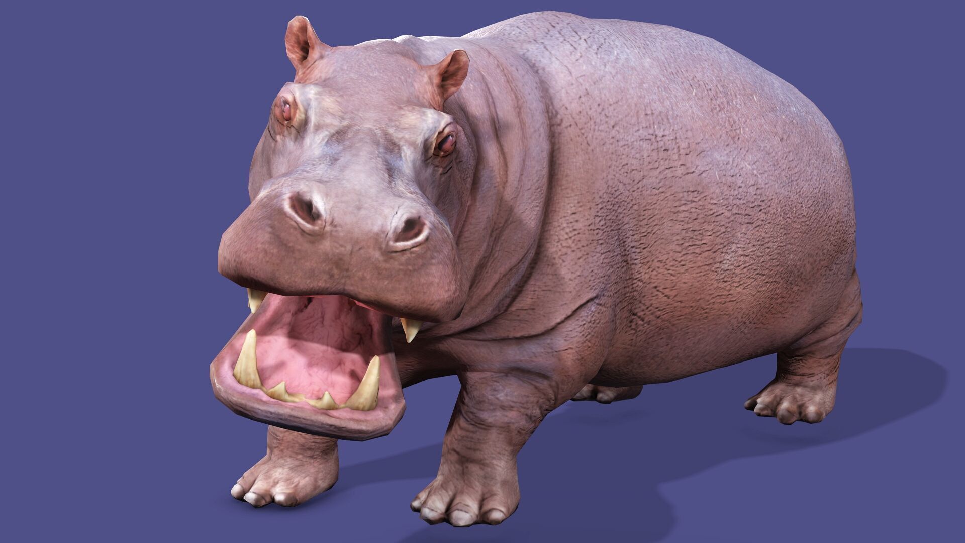Hippopotamus Rigged Animated 11 Low-poly 3D model_3