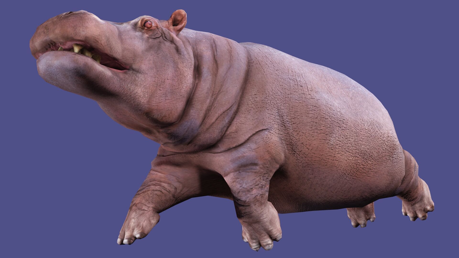 Hippopotamus Rigged Animated 11 Low-poly 3D model_7