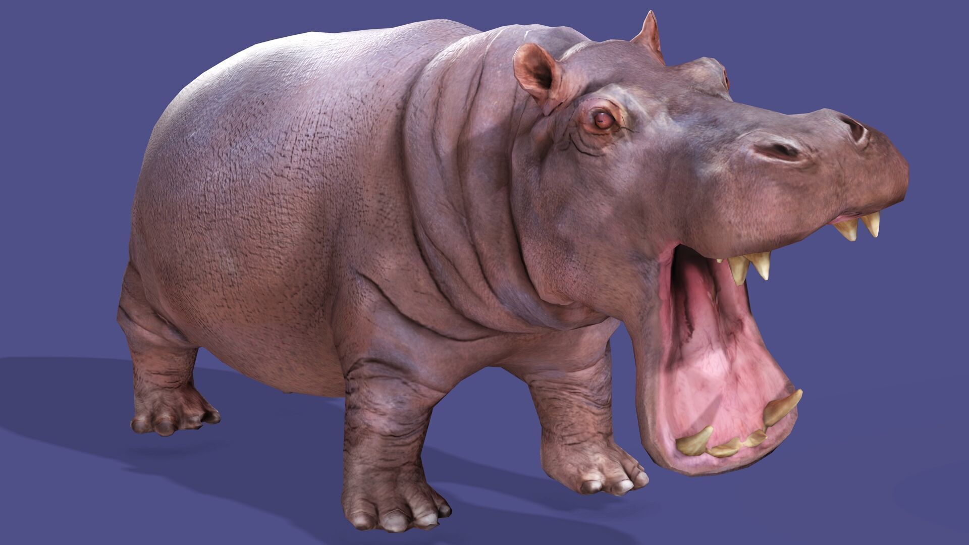 Hippopotamus Rigged Animated 11 Low-poly 3D model_5