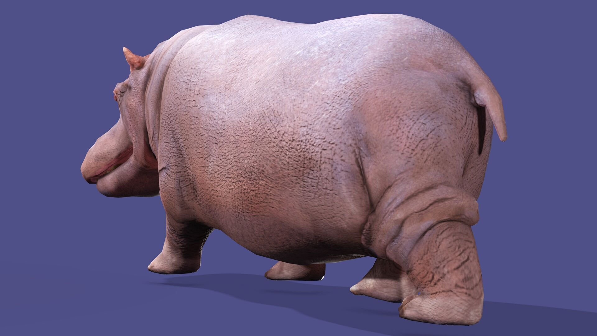 Hippopotamus Rigged Animated 11 Low-poly 3D model_8