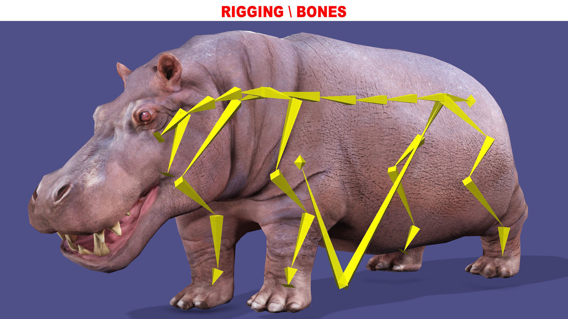 Hippopotamus Rigged Animated 11 Low-poly 3D model_9