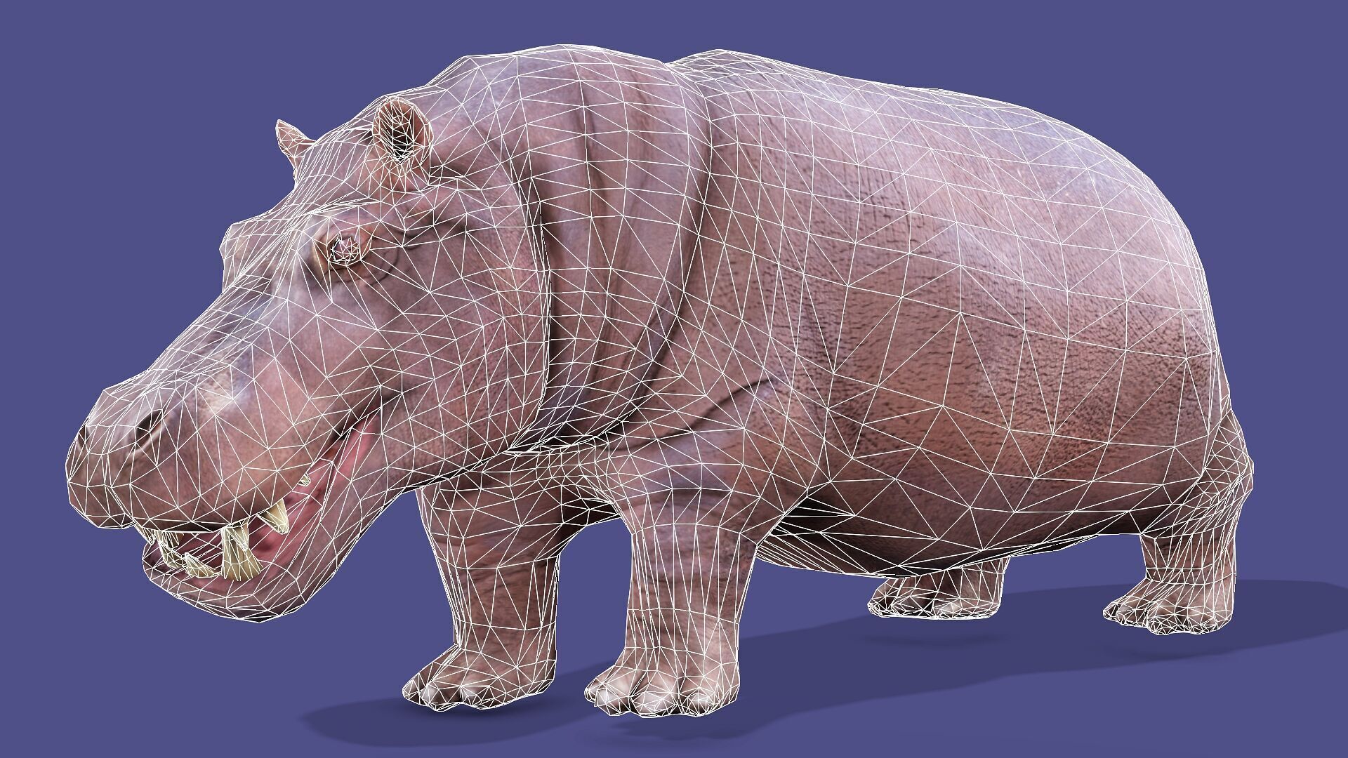 Hippopotamus Rigged Animated 11 Low-poly 3D model_11