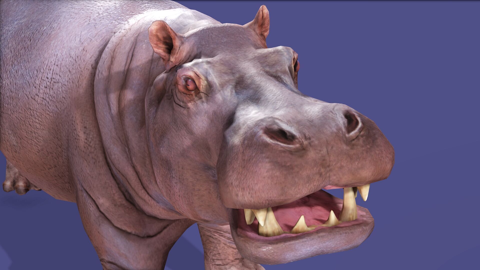Hippopotamus Rigged Animated 11 Low-poly 3D model_6