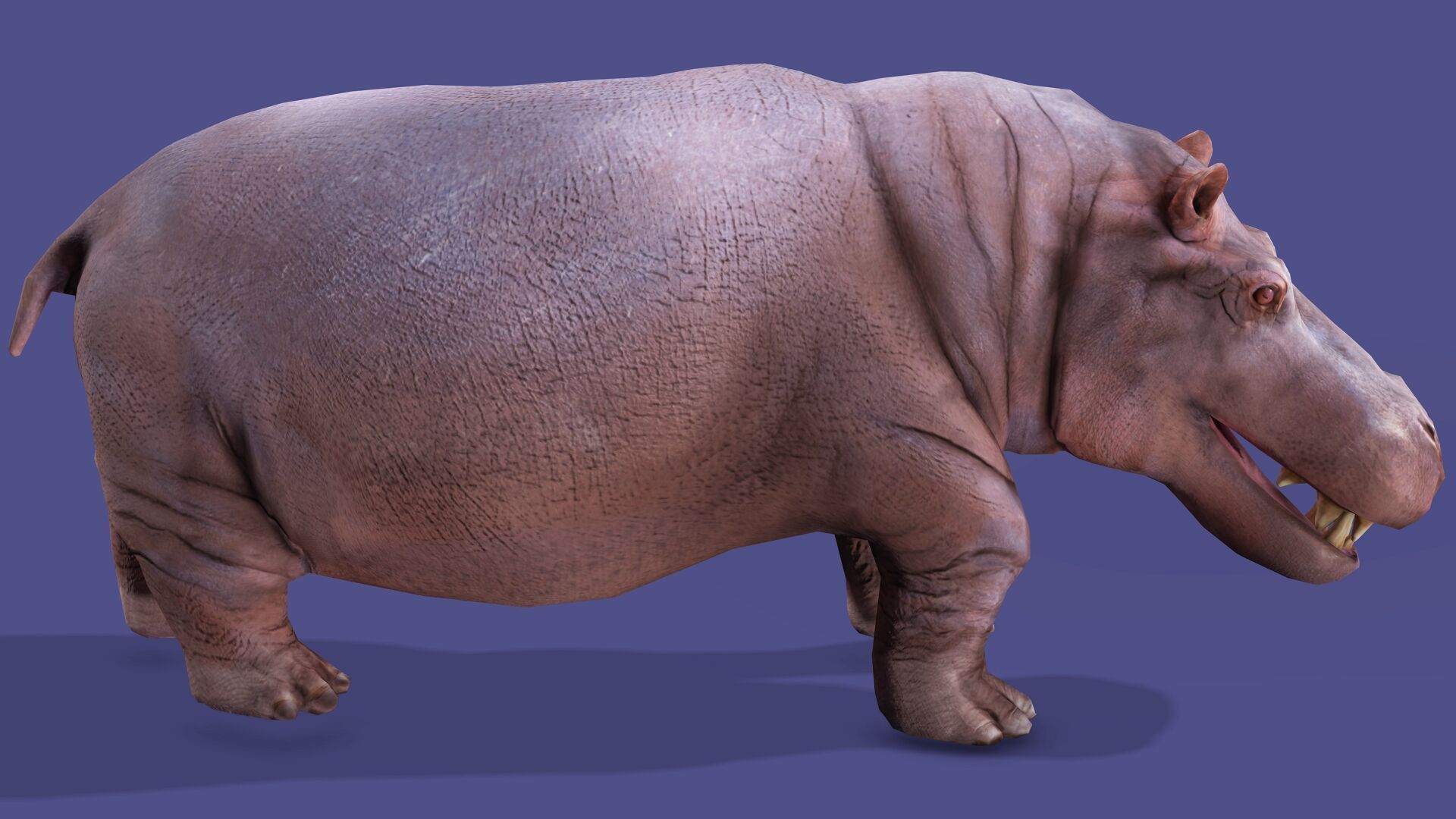 Hippopotamus Rigged Animated 11 Low-poly 3D model_4