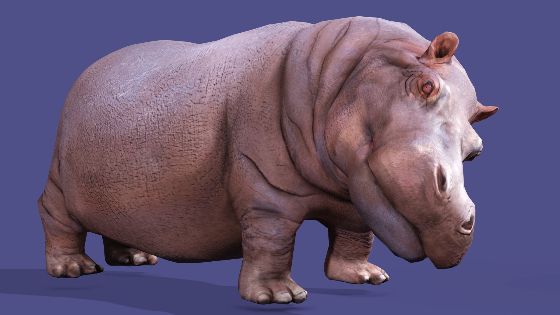 Hippopotamus Rigged Animated 11 Low-poly 3D model_2
