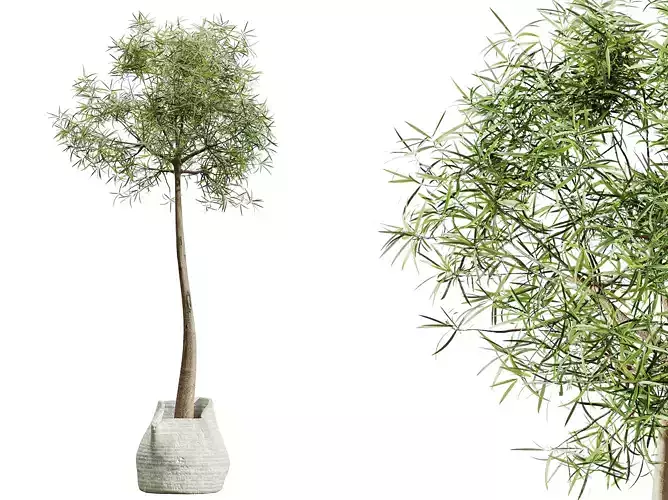 AV HousePlants Japandi Minimalism Ficus Dracaena Marginata18