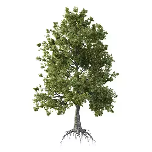 Spanish Moss Tree 04