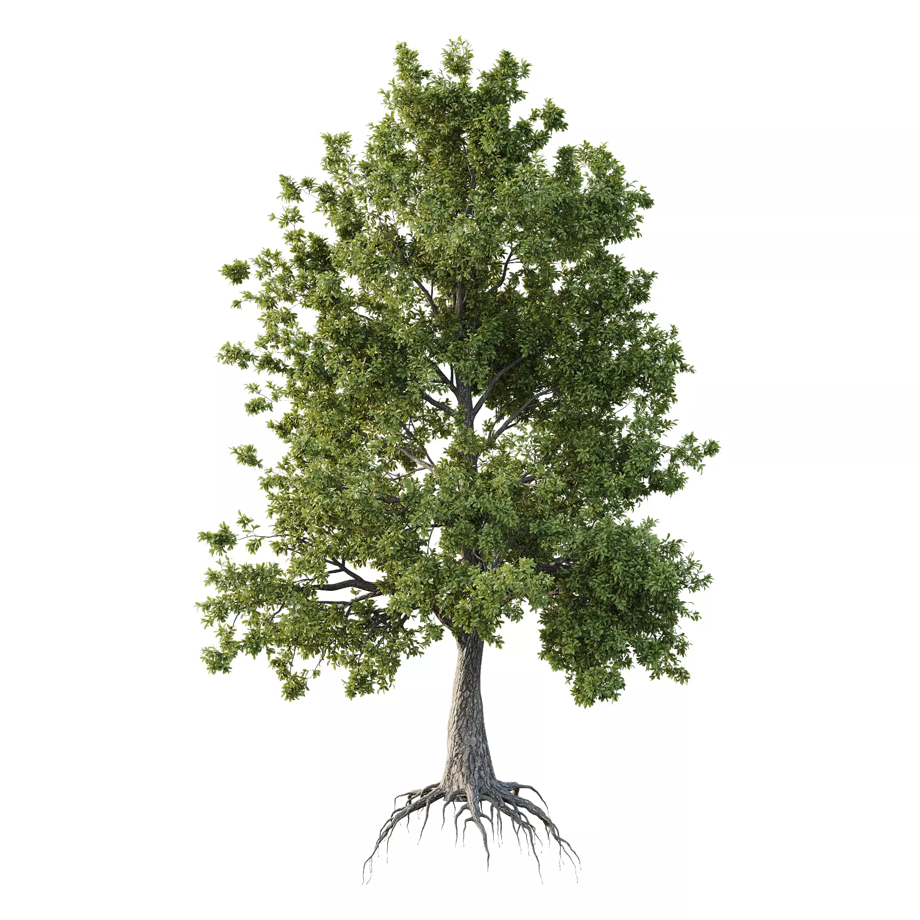 Spanish Moss Tree 04 3D model_0