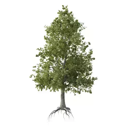 Spanish Moss Tree 03