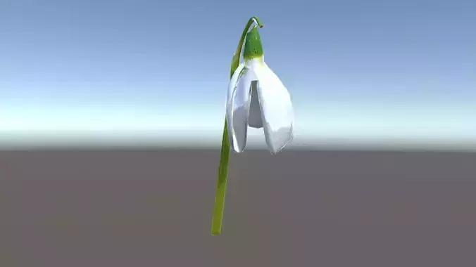 Snowdrop Flower D Model Pack