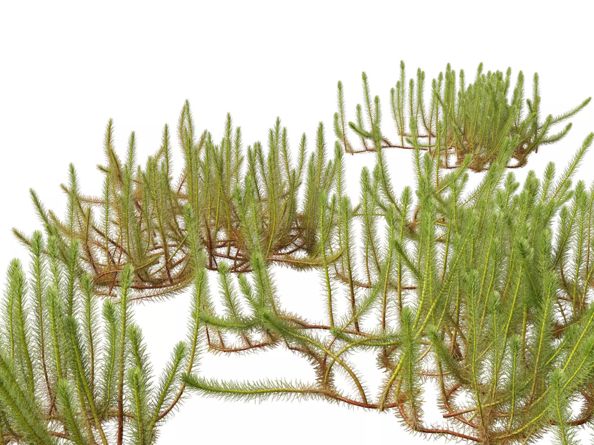 Highpoly LowPoly - Myriophyllum propinquum - Water Milfoil Low-poly 3D model