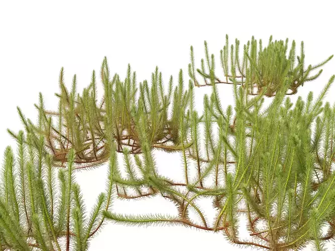 Highpoly LowPoly - Myriophyllum propinquum - Water Milfoil
