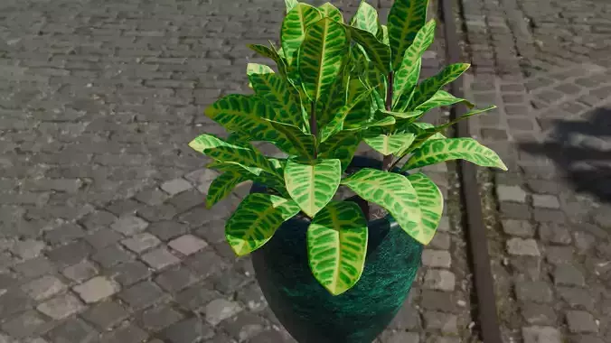 Croton plant 3D model 