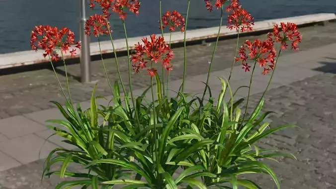 Lily flower 3d model