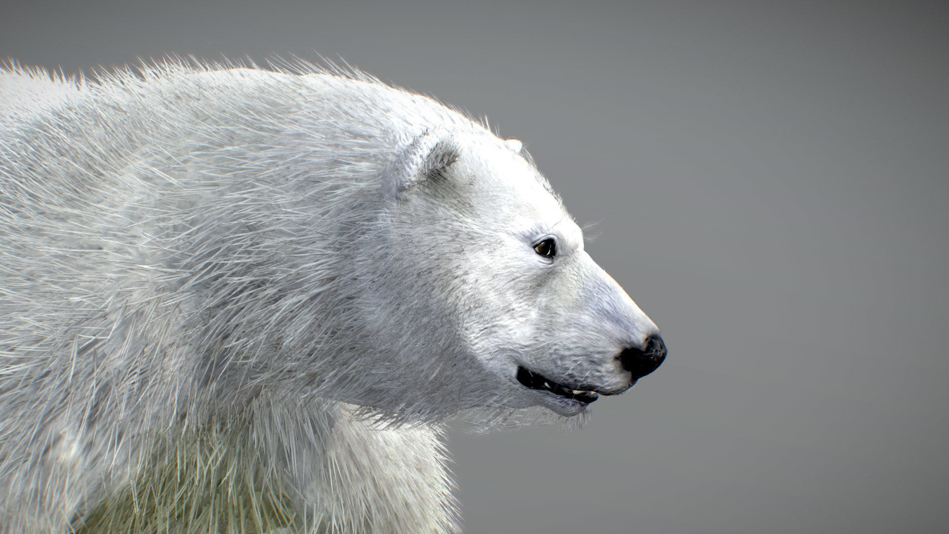 Polar Bear 3D model_4