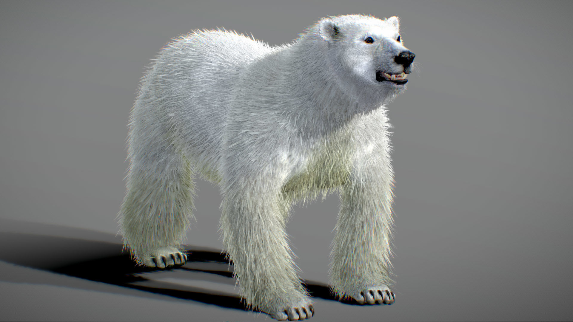 Polar Bear 3D model_3