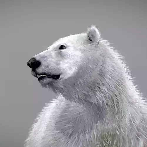 Polar Bear 3D model