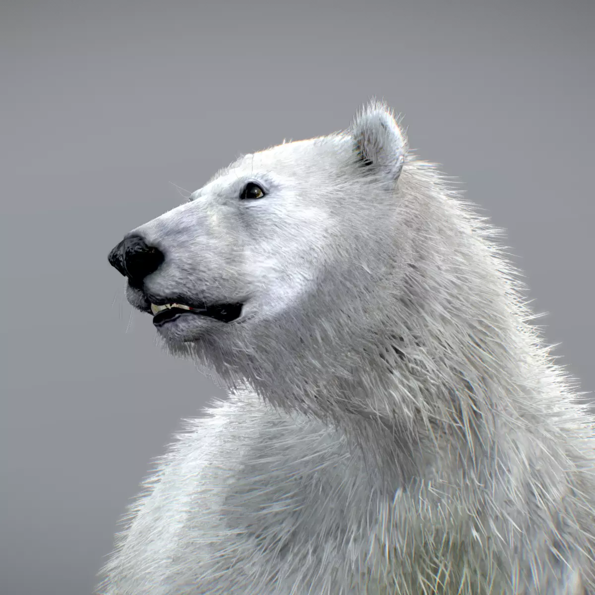 Polar Bear 3D model_0